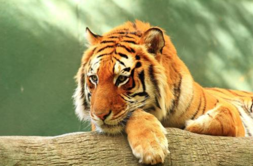 2024澳门白老虎正版资料,实地数据评估分析_ZIW34.193声学版