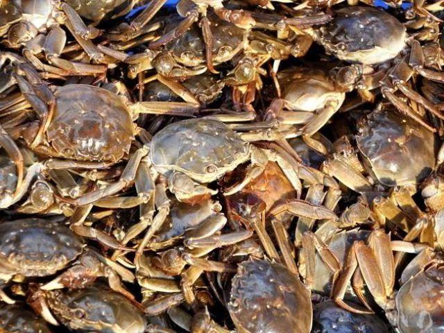 河蟹价格最新行情更新，市场走势分析