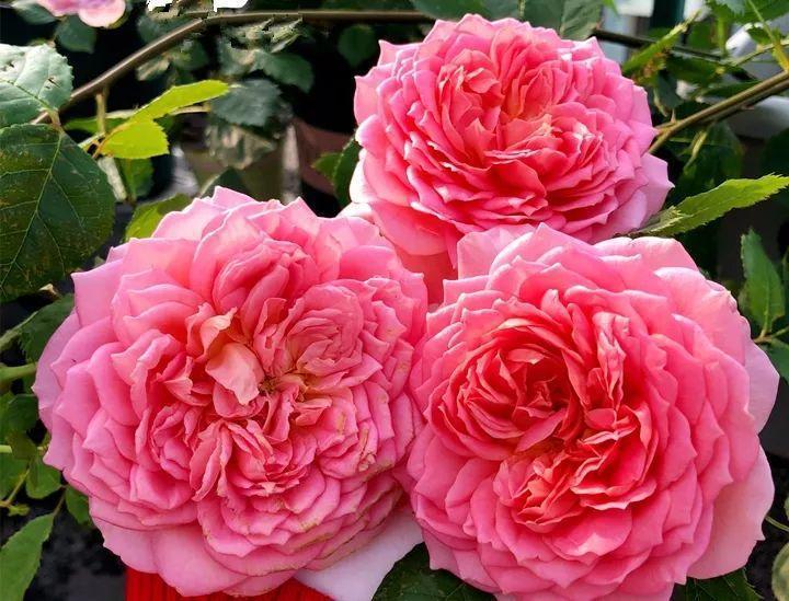 3台空气处理机组 第596页