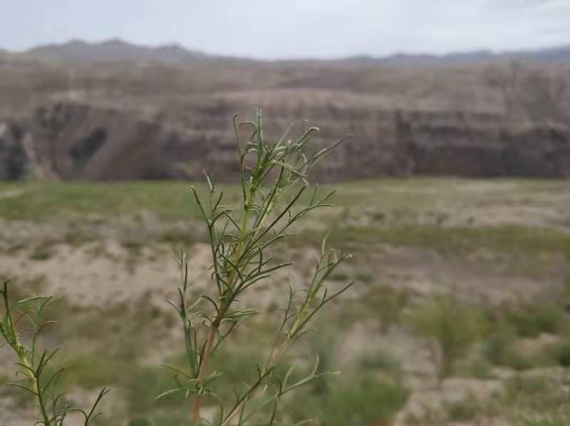 宁夏石炭井最新照片欣赏✨