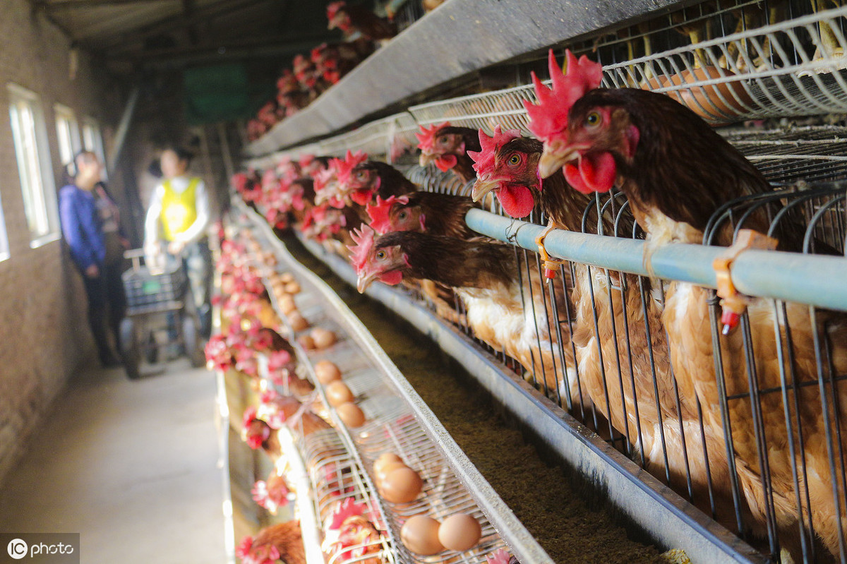 今日淘汰蛋鸡最新价格汇总