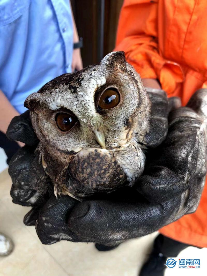 安溪派出所最新招聘,科技守护安全与未来