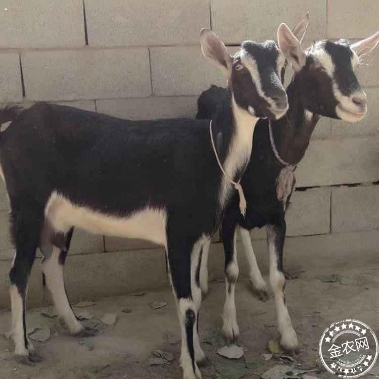 最新土根宝奶山羊图片,展现变化、学习与自信的力量