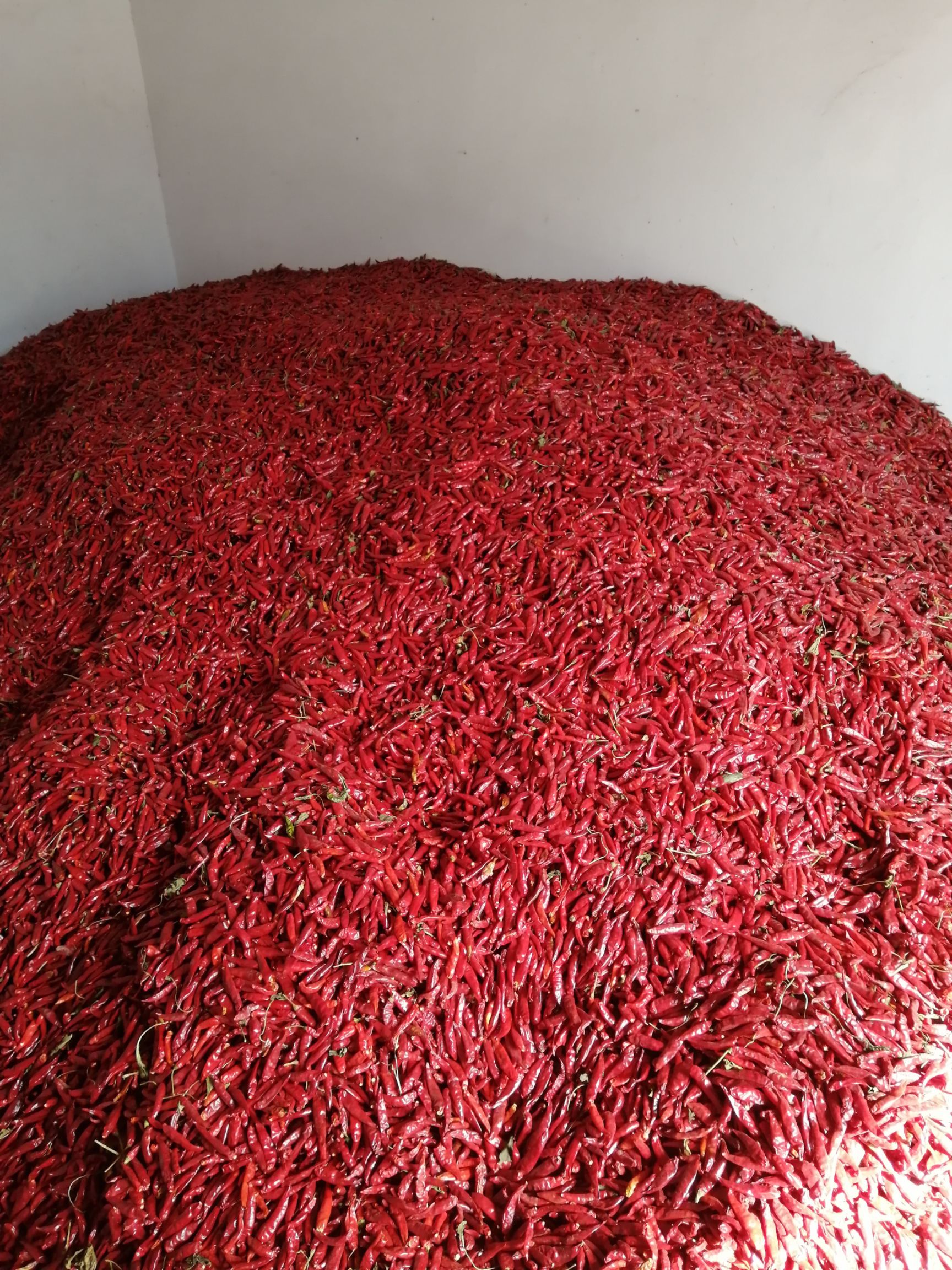 河南干辣椒最新价格行情更新🌶️