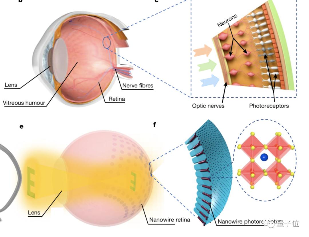 仿生镜片最新进展,从模仿到超越,科技重塑自信与光明视界