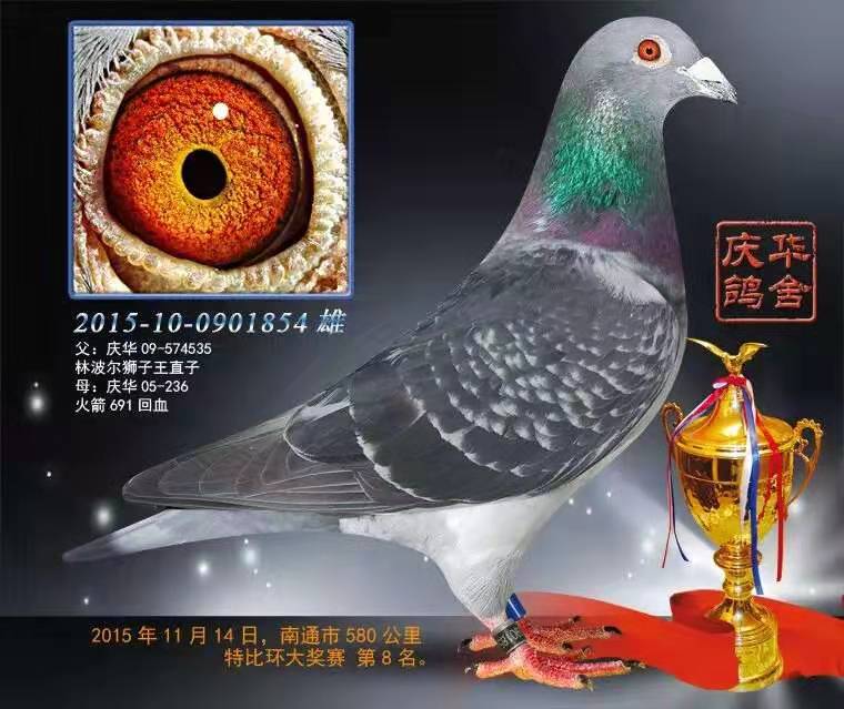 庆华鸽舍最新赛绩概览