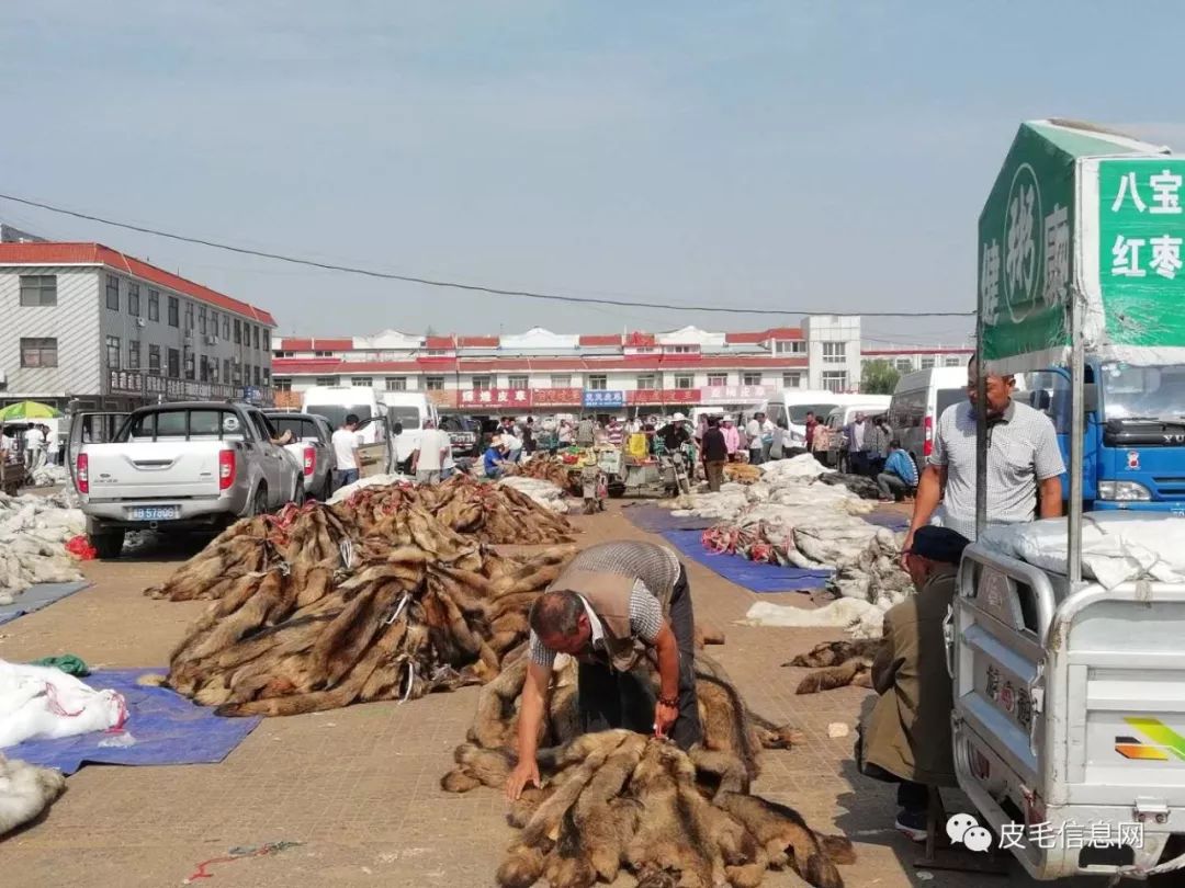 尚村皮毛市场最新行情,价格动态与变化中的市场影响