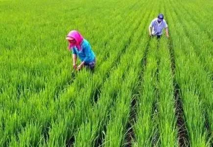 吉林省水稻最新品种,引领农业革新的先锋力量