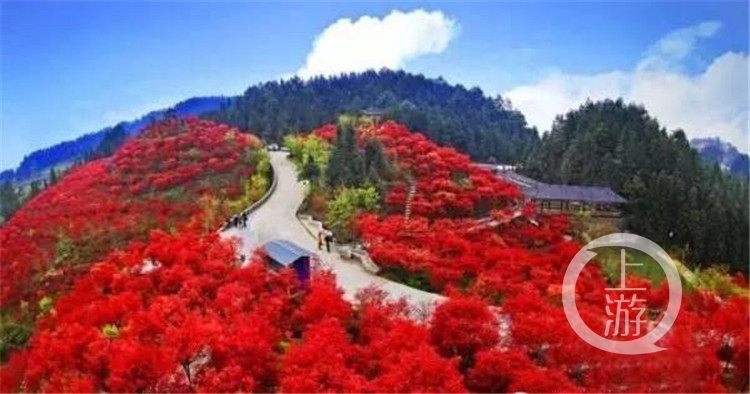 巴南五洲园红叶，自然美景的探索之旅