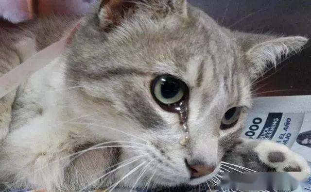 小巷深处的特色小猫受小店探秘