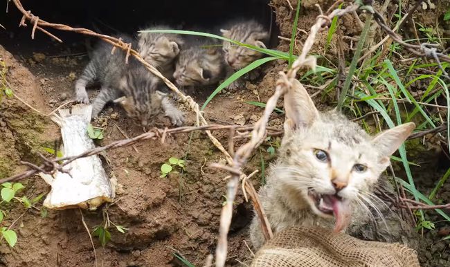小巷深处的特色小猫受小店探秘