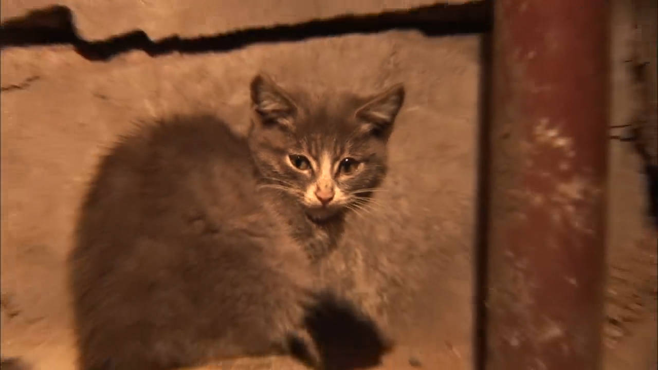 小巷深处的特色小猫受小店探秘