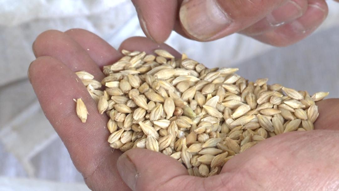 山东小麦价格最新行情，变化中的机遇与学习自信的交响曲