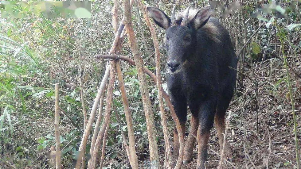 四不像正版免费资料查询,决策支持方案_XUI34.189方案版