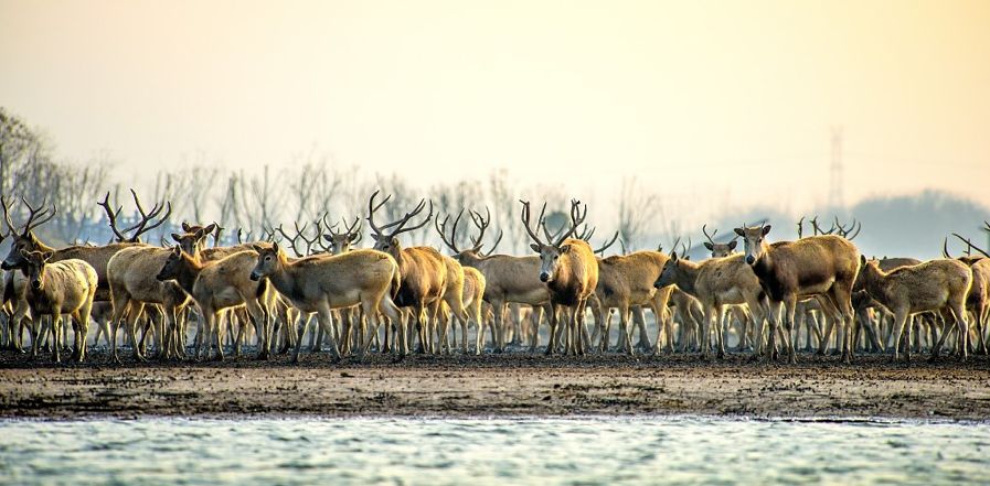 新澳今天最新资料晚上四不象,数字经济_EQJ34.110配送版