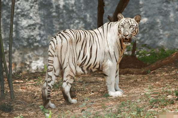 2024年白老虎免费公开,解析解释说法_GXA34.989用心版