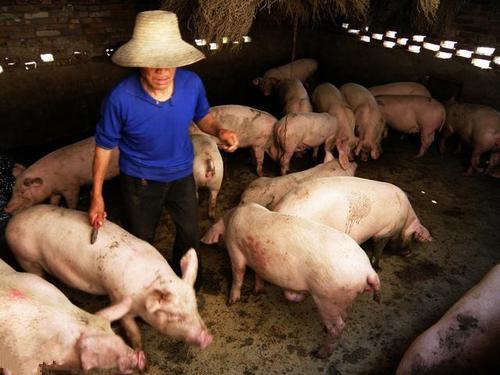 猪肉行情深度解析，市场走势揭秘，未来趋势展望！