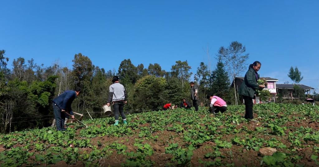 今日玉米最新价格行情，变化中的机遇与成长动力
