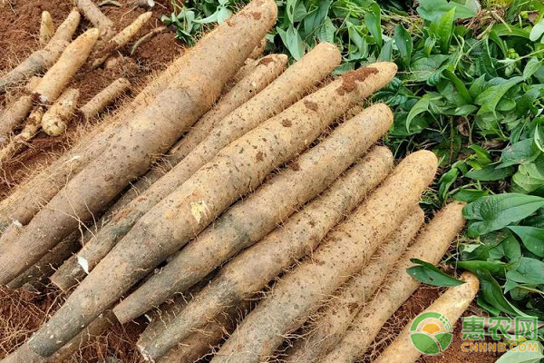 白玉山药最新行情掀起健康食材热潮！