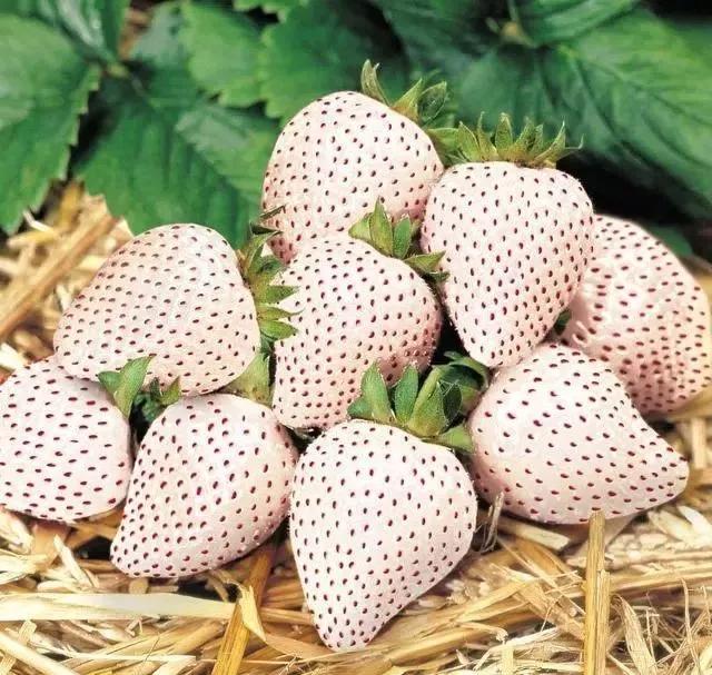 草莓新品种白雪公主介绍，白雪公主草莓的独特魅力与种植指南