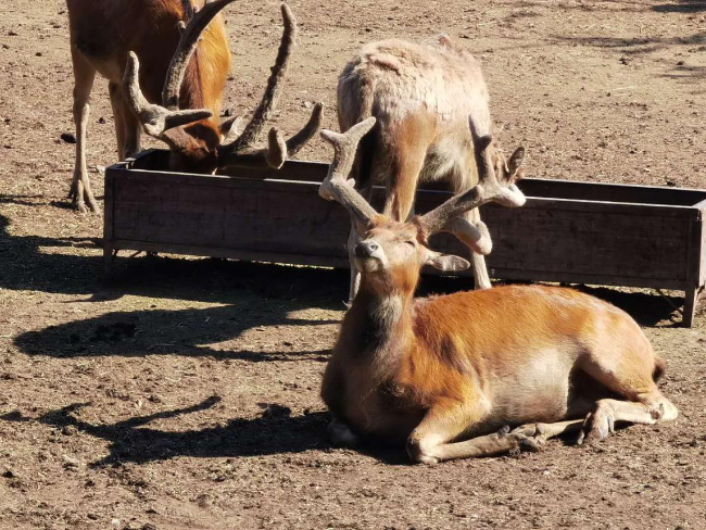四不像特马图今晚必出,数据整合决策_WJM79.418设计师版