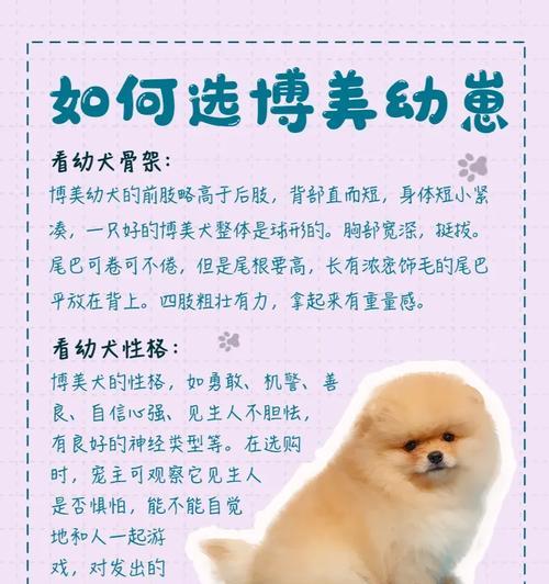 最新博美犬及其高科技产品详解