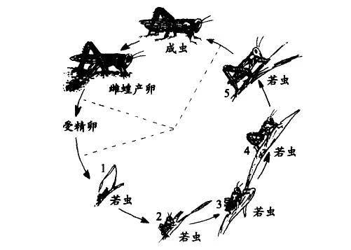 蝗虫群最新动态，影响与观点阐述
