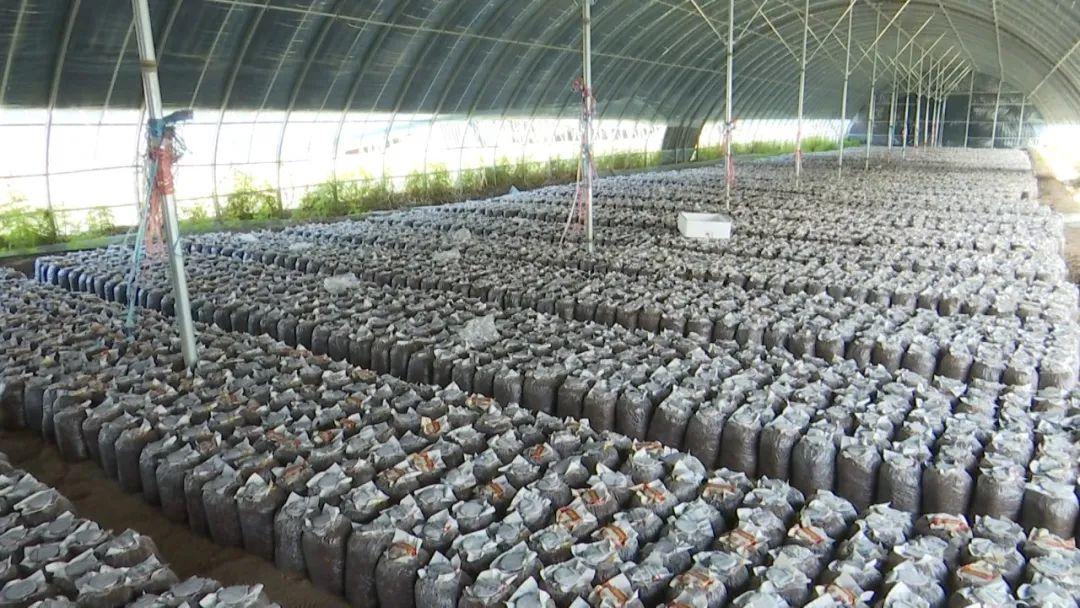 福建最新菌种揭秘，小巷深处的菌菇秘境探索