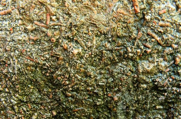 微型生物世界探索的最新动态——虫小虫最新资讯