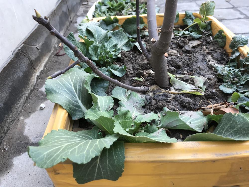 疫情最新动态下的宅家日常趣事与深厚友情探索
