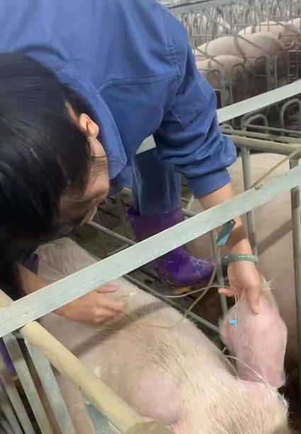 最新女人敲猪，科技重塑生活，智能魅力引领新潮