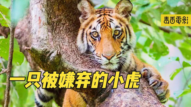社会现象下的多元解读与反思，最新老虎妹观察分析