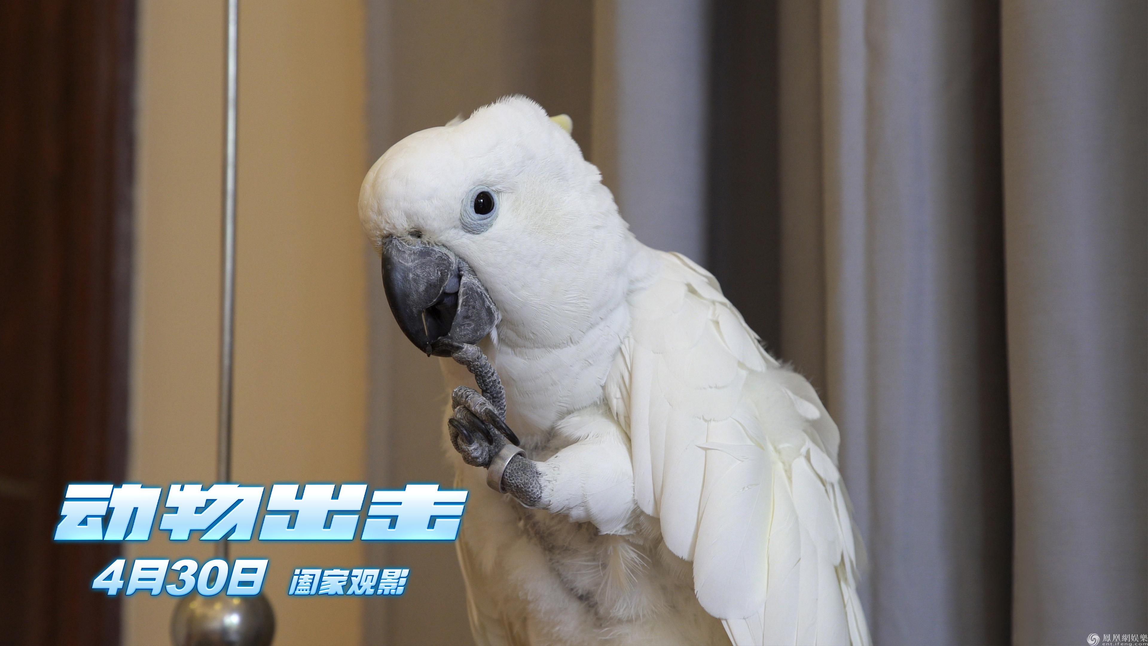 现代婚恋观念下的宠物角色演变，宠宠成婚最新趋势探讨