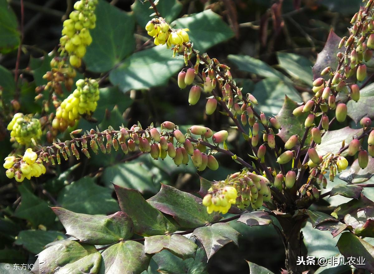 黄连最新价格走势，市场价值探寻与趋势分析